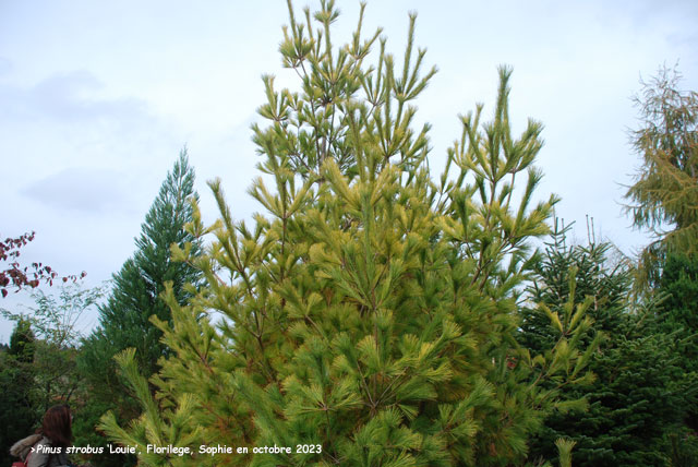 Pinus strobus 'Louie'