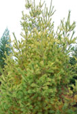 Pinus strobus cv