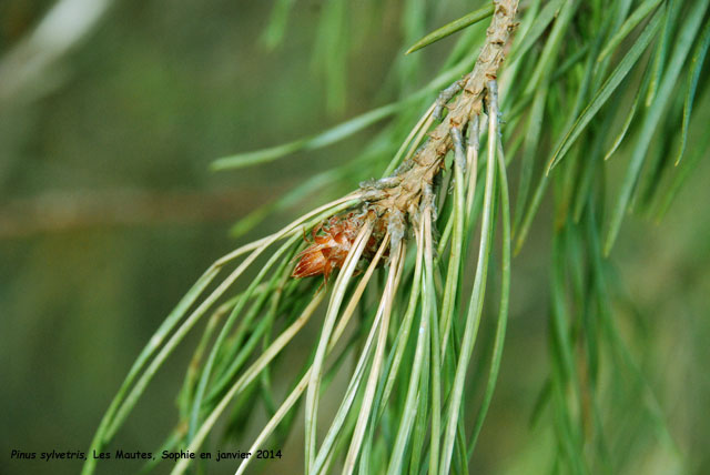 Pinus sylvestris