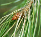 Pinus sylvestris