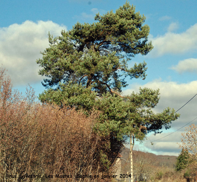 Pinus sylvestris