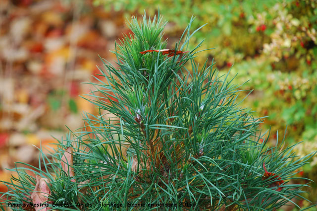 Pinus sylvestris 'Globosa Viridis'