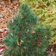 Pinus sylvestris 'Globosa Viridis'