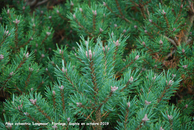 Pinus sylvestris 'Longmoor'