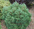Pinus sylvestris 'Longmoor'