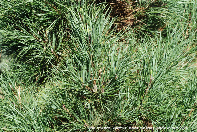 Pinus sylvestris 'Saxatilis'