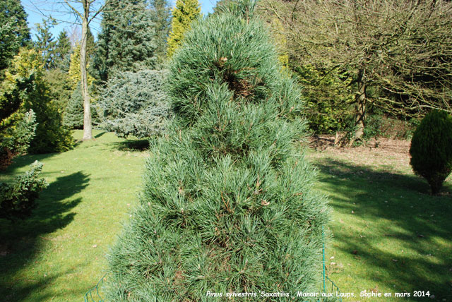 Pinus sylvestris 'Saxatilis'