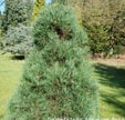 Pinus sylvestris 'Saxatilis'