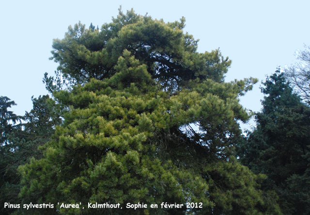 Pinus sylvestris 'Aurea'