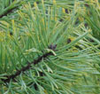 Pinus sylvestris 'Aurea'