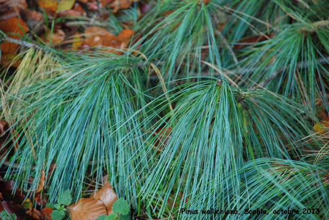 Pinus wallichiana