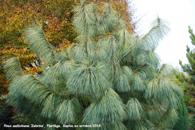 Pinus wallichiana 'Zebrina'