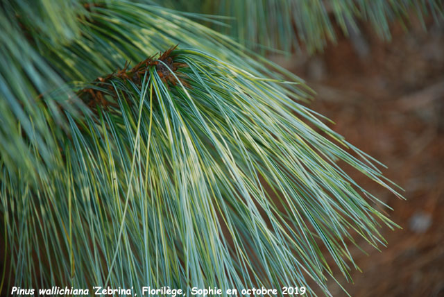 Pinus wallichiana 'Zebrina'