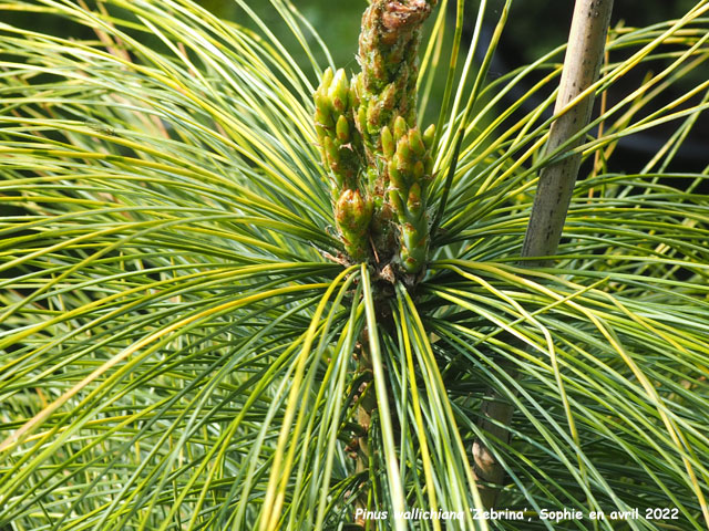 Pinus wallichiana 'Zebrina'