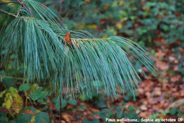 Pinus wallichiana