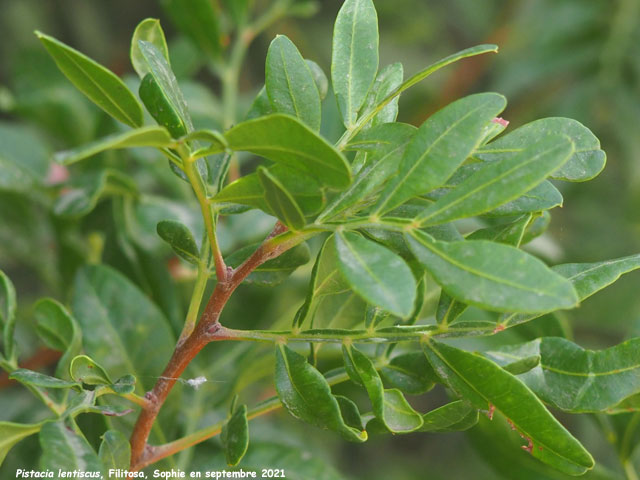 Pistacia lentiscus