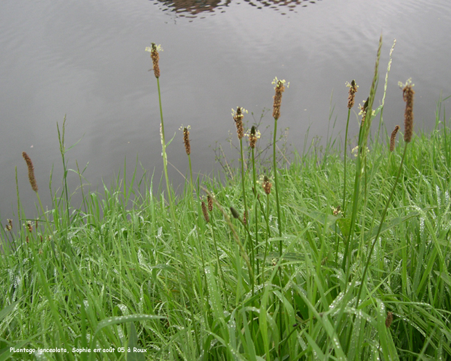 Plantago lanceolata