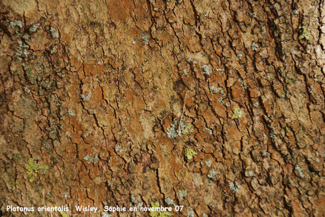 Platanus orientalis