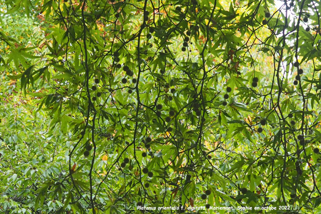Platanus orientalis f. digitata