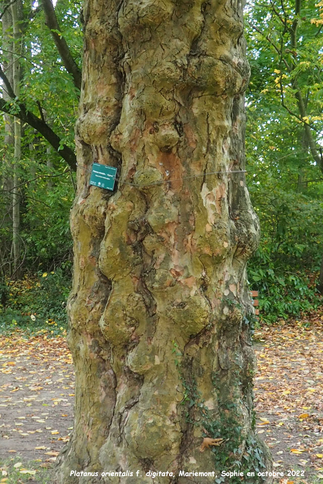 Platanus orientalis f. digitata