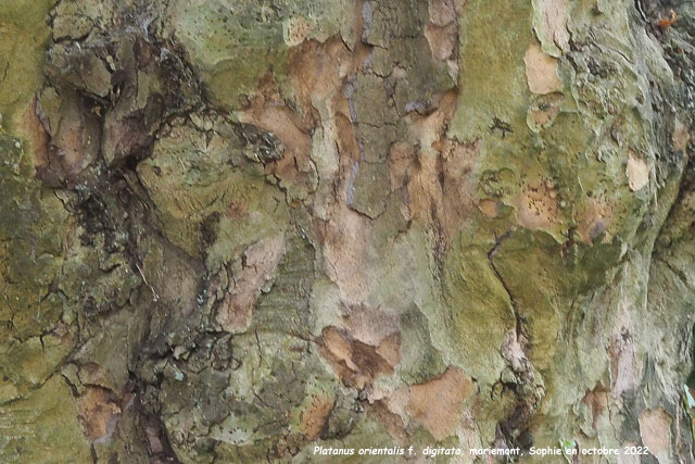 Platanus orientalis f. digitata