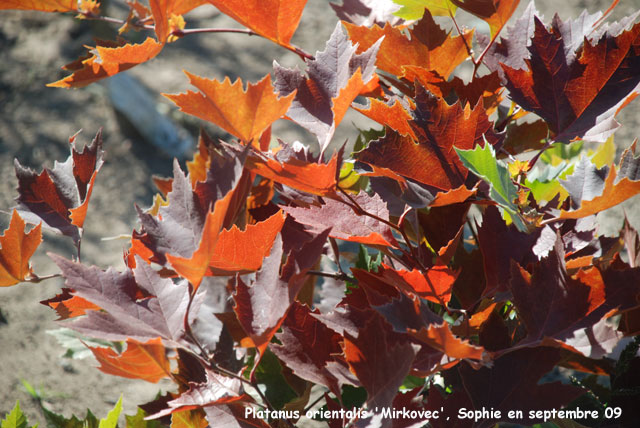 Platanus orientalis 'Mirkovec'