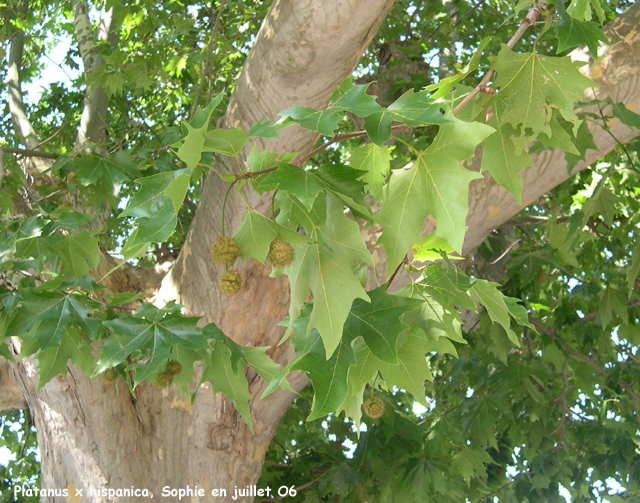 Platanus x hispanica