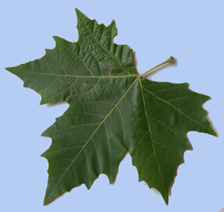 Platanus x hispanica