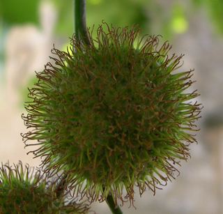 Platanus x hispanica