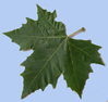 Platanus x hispanica