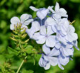 Plumbago auricula