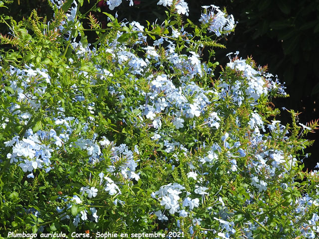 Plumbago auricula