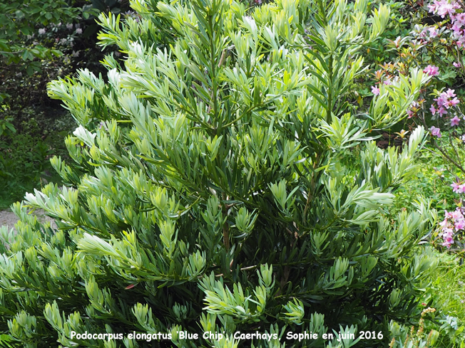 Podocarpus elongatus 'Blue Chip'