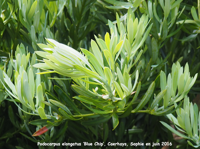 Podocarpus elongatus 'Blue Chip'