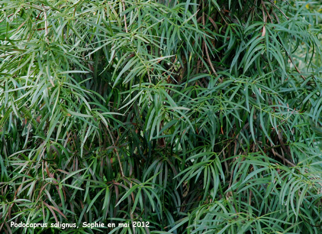 Podocarpus salignus