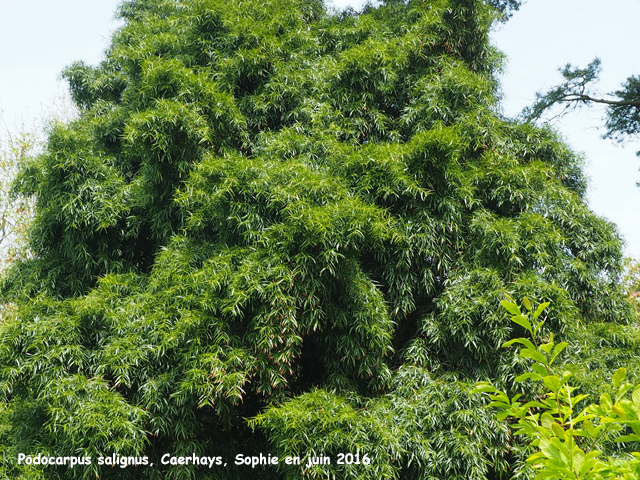 Podocarpus salignus