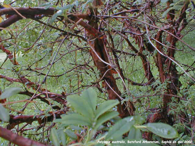 Polylepis australis