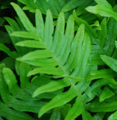 Polypodium 'Whitley Giant'