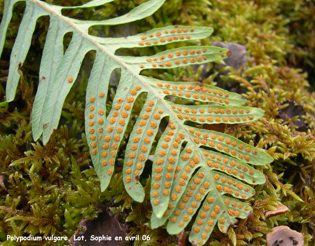 Polypodium vulgare