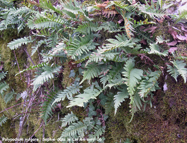 Polypodium vulgare