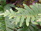 Polypodium vulgare