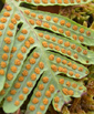 Polypodium vulgare