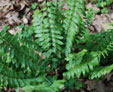 Polystichum acrostichoides