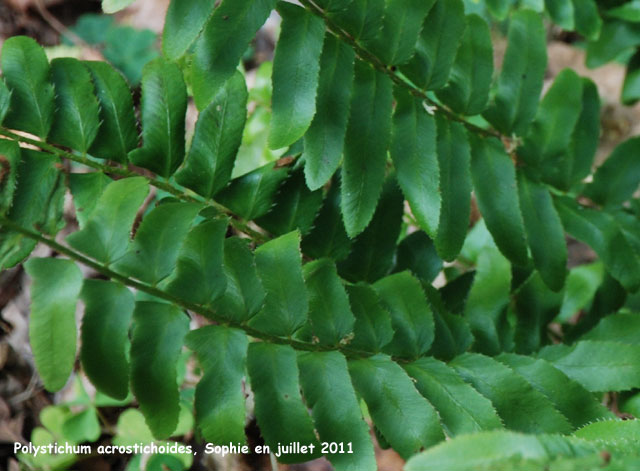 Polystichum acrostichoides