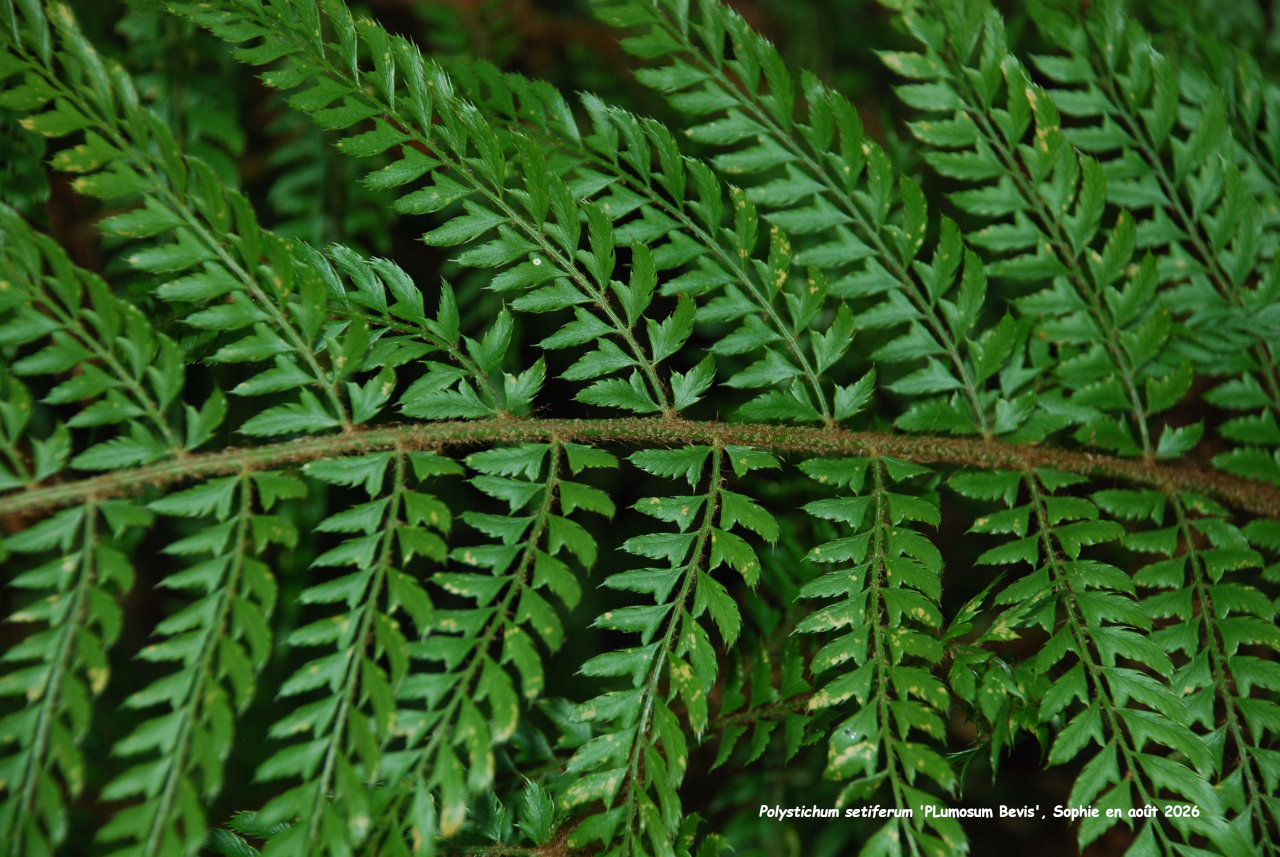 Polystichume setiferum 'Plumosum Bevis'