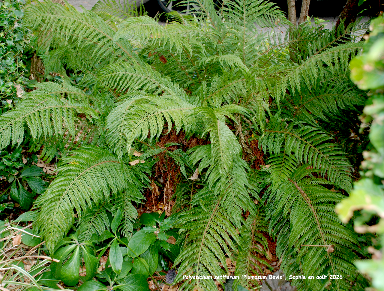 Polystichume setiferum 'Plumosum Bevis'