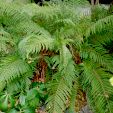 Polystichum setiferum 'Plumosum Bevis'