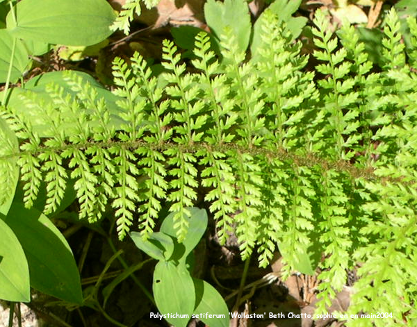 Polystichum setiferum 'Wollaston'