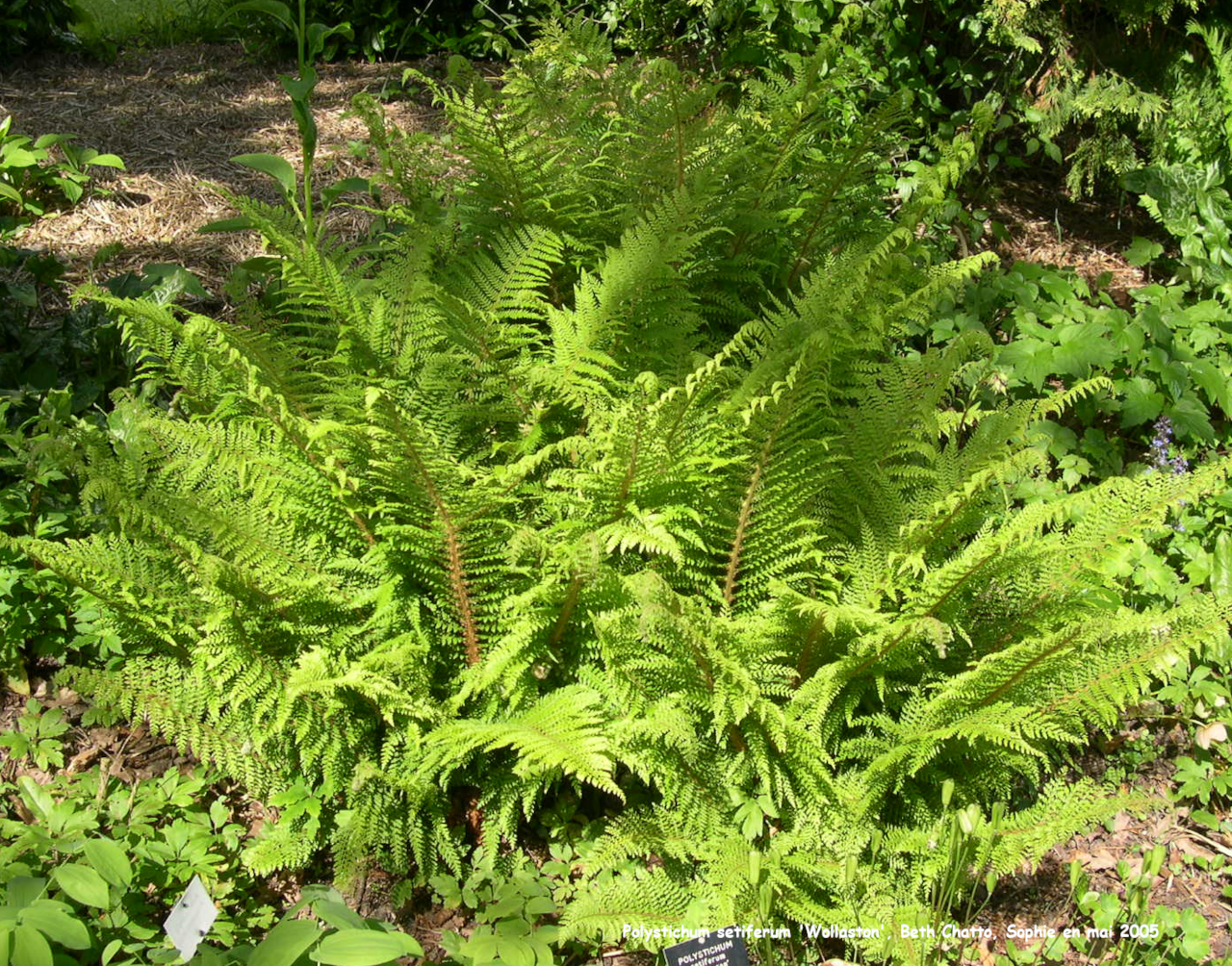 Polystichum setiferum 'Wollaston'