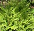 Polystichum setiferum 'Wollaston'